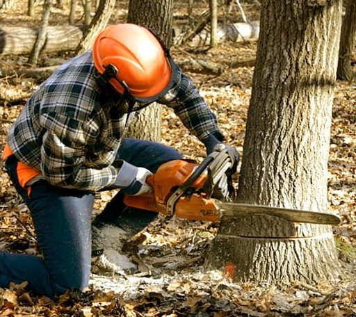 Tree Removal in Bassfield, MS